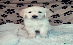 Golden Retriever dogs for sale: Kc, health tested, show type, golden retrievers. - Advert 3