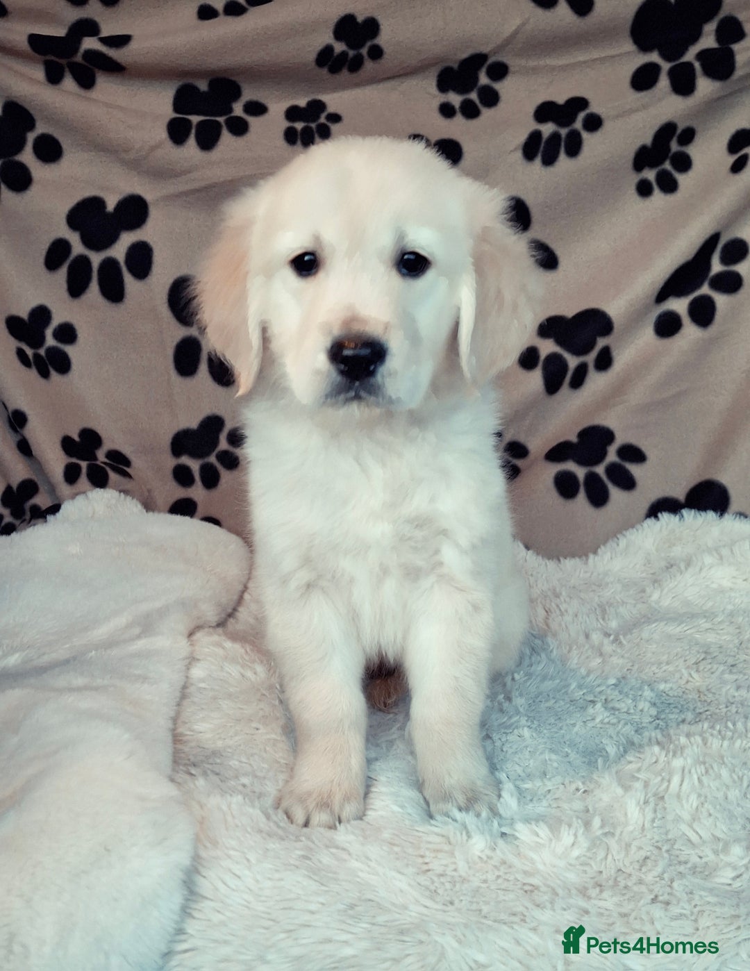 Golden Retriever dogs for sale: Kc, health tested, show type, golden retrievers. - Advert 3