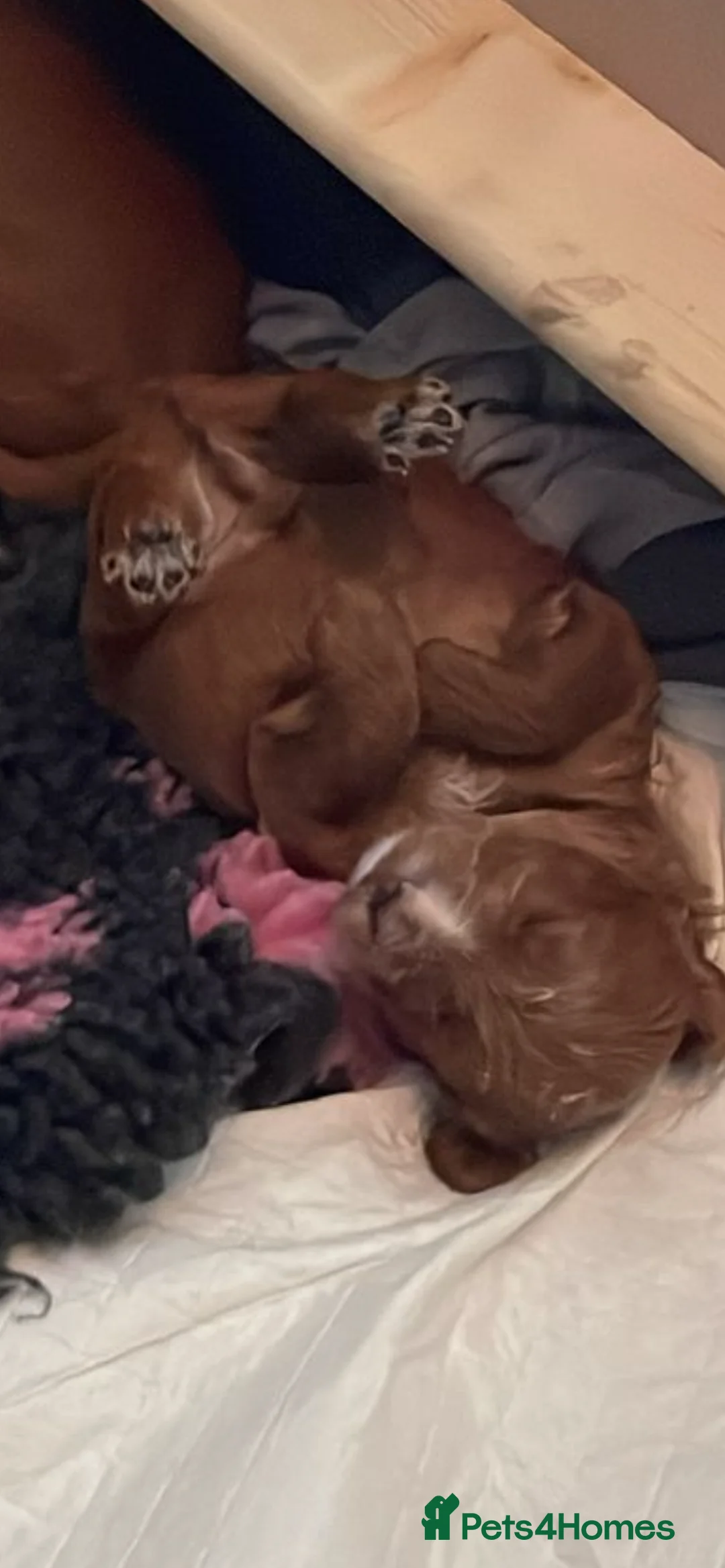 Cockapoo dogs for sale: X3 f1b cockapoo puppies  - Advert 9