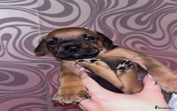 Mixed Breed dogs for sale: Puppy’s available  - Image 5