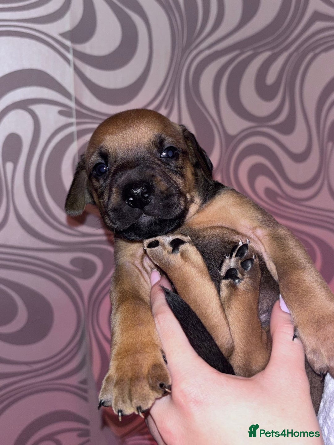 Mixed Breed dogs for sale: Puppy’s available  - Image 5