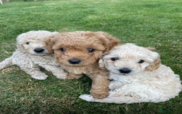 Labradoodle dogs for stud: Stud miniature labradoodle  - Image 9