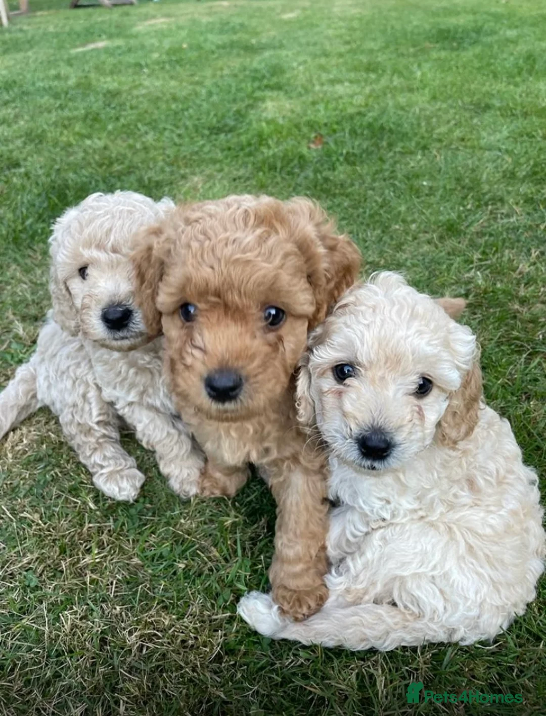 Labradoodle dogs for stud: Stud miniature labradoodle  - Advert 9