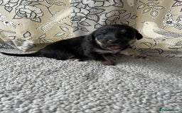 Lurcher dogs for sale: Beddy/whippet/greyhound  - Advert 2