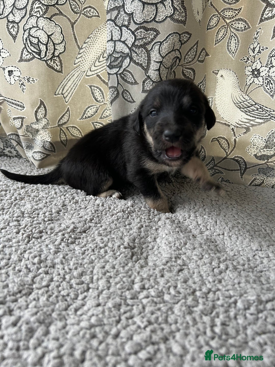 Lurcher dogs for sale: Beddy/whippet/greyhound  - Advert 2