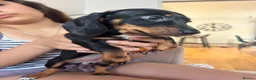 Miniature Dachshund dogs for sale: Miniature kc registered pups ready 7th oct - Advert 4