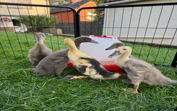 Ducks poultry for sale: Unsexed Indian runner ducklings - Image 4
