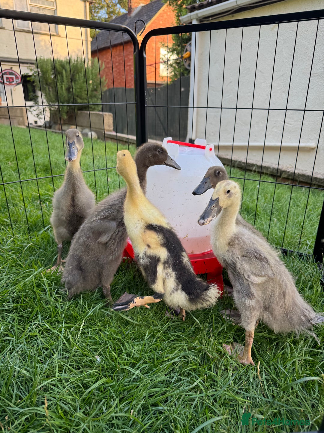 Ducks poultry for sale: Unsexed Indian runner ducklings - Image 4