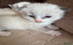 Ragdoll cats for sale: Gorgeous ragdoll kittens - Image 10