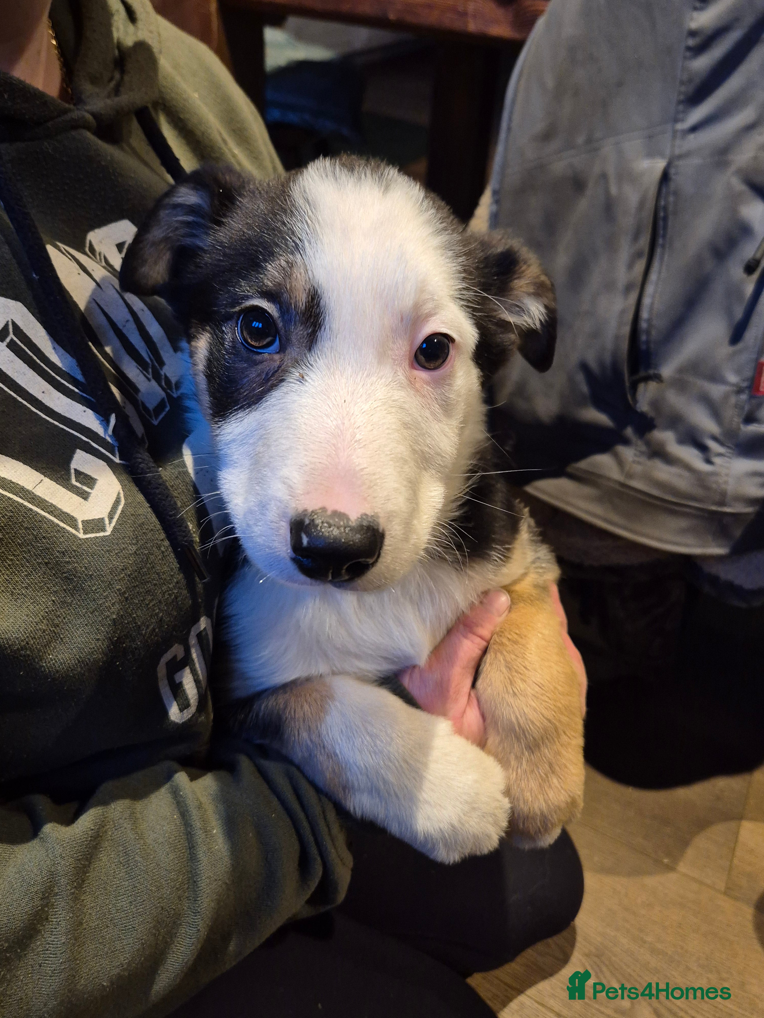 Border Collie dogs Tri Coloured Border Collie - Advert 2