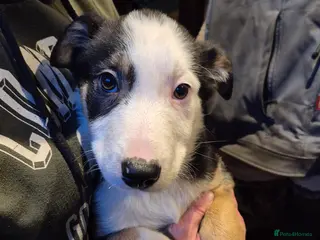 Border Collie dogs Tri Coloured Border Collie - Advert 2