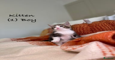 Mixed Breed cats - Advert 12
