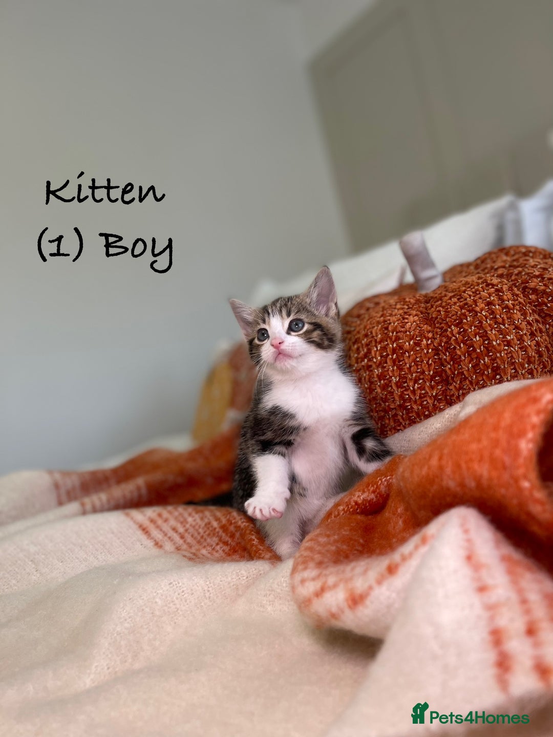 Mixed Breed cats for sale: Stunning kittens 8 weeks old ready now  - Image 2