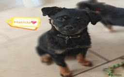 Mixed Breed dogs for adoption: 🐶💖 MATILDA 💖🐶 - Image 2