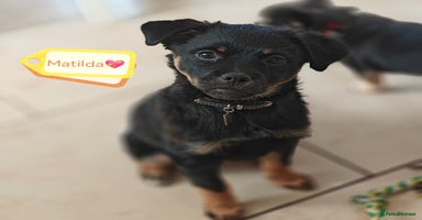 Mixed Breed dogs - Advert 3