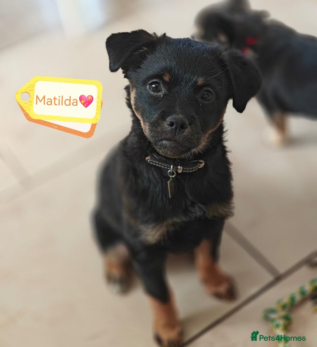 Mixed Breed dogs for adoption: 🐶💖 MATILDA 💖🐶 - Image 2