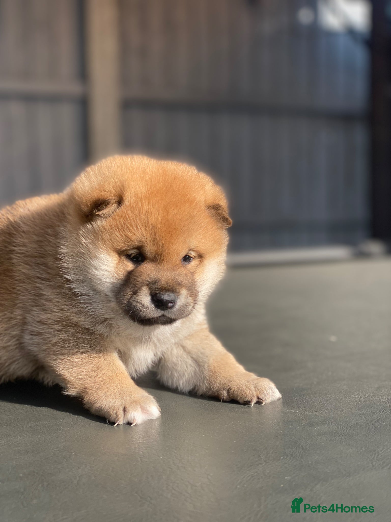 Japanese Shiba Inu dogs Clear DNA red Shiba Inu puppy champion parents - Advert 2
