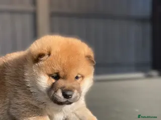 Japanese Shiba Inu dogs Clear DNA red Shiba Inu puppy champion parents - Advert 2