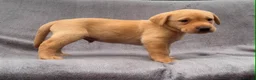 Labrador Retriever dogs for sale: working line Labrador retriever  - Advert 24