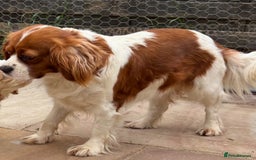 Cavapoo dogs for sale: Looking for forever homes - Image 14