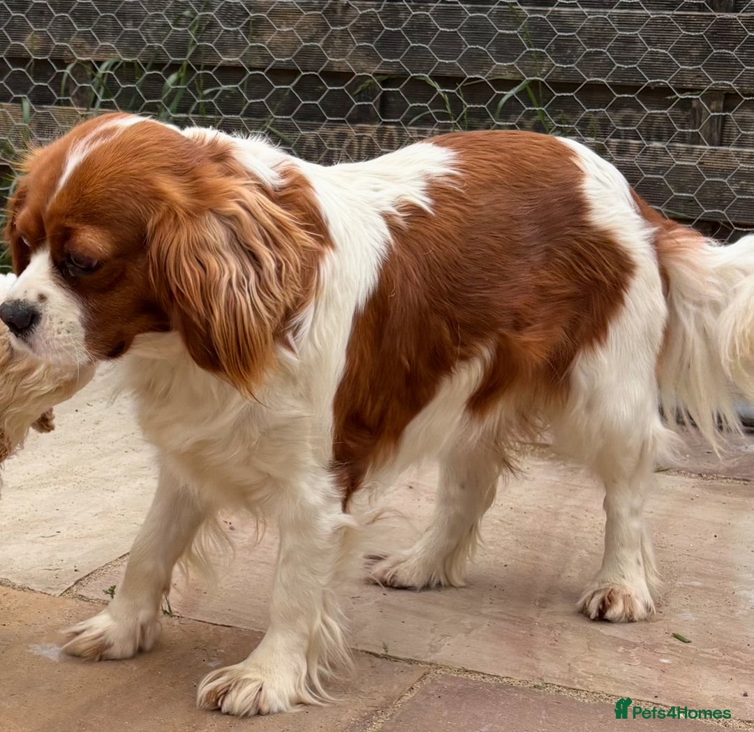 Cavapoo dogs for sale: Looking for forever homes - Image 14
