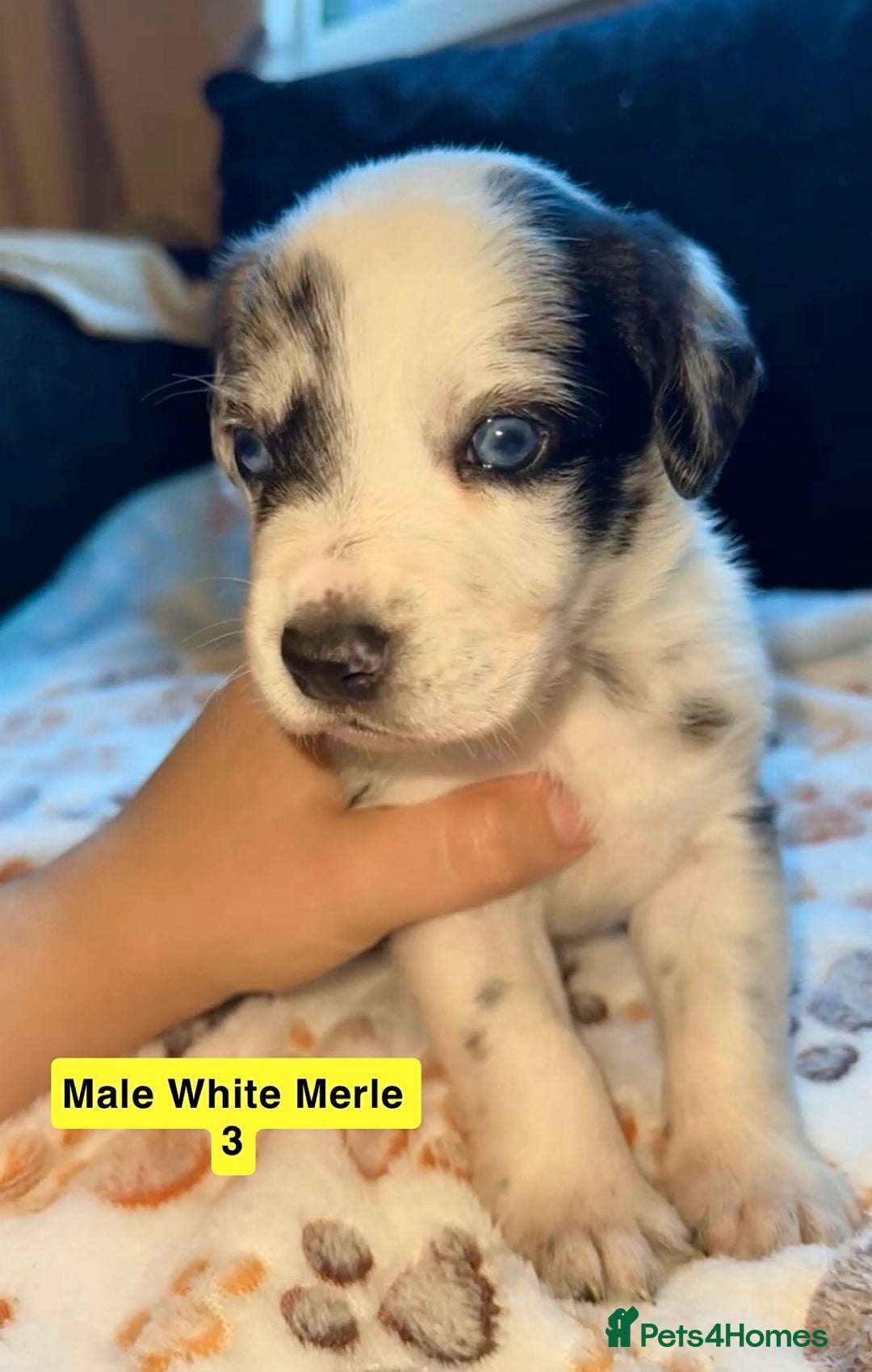 Mixed Breed dogs for sale: BLUE EYED RARE Genetic Merle Sprollies - Advert 4