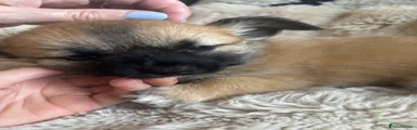 Chihuahua 3