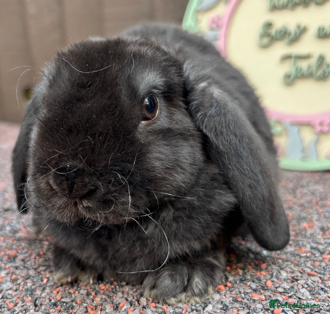 Mini Lop rabbits for sale: Mini Plush Lops - Image 2