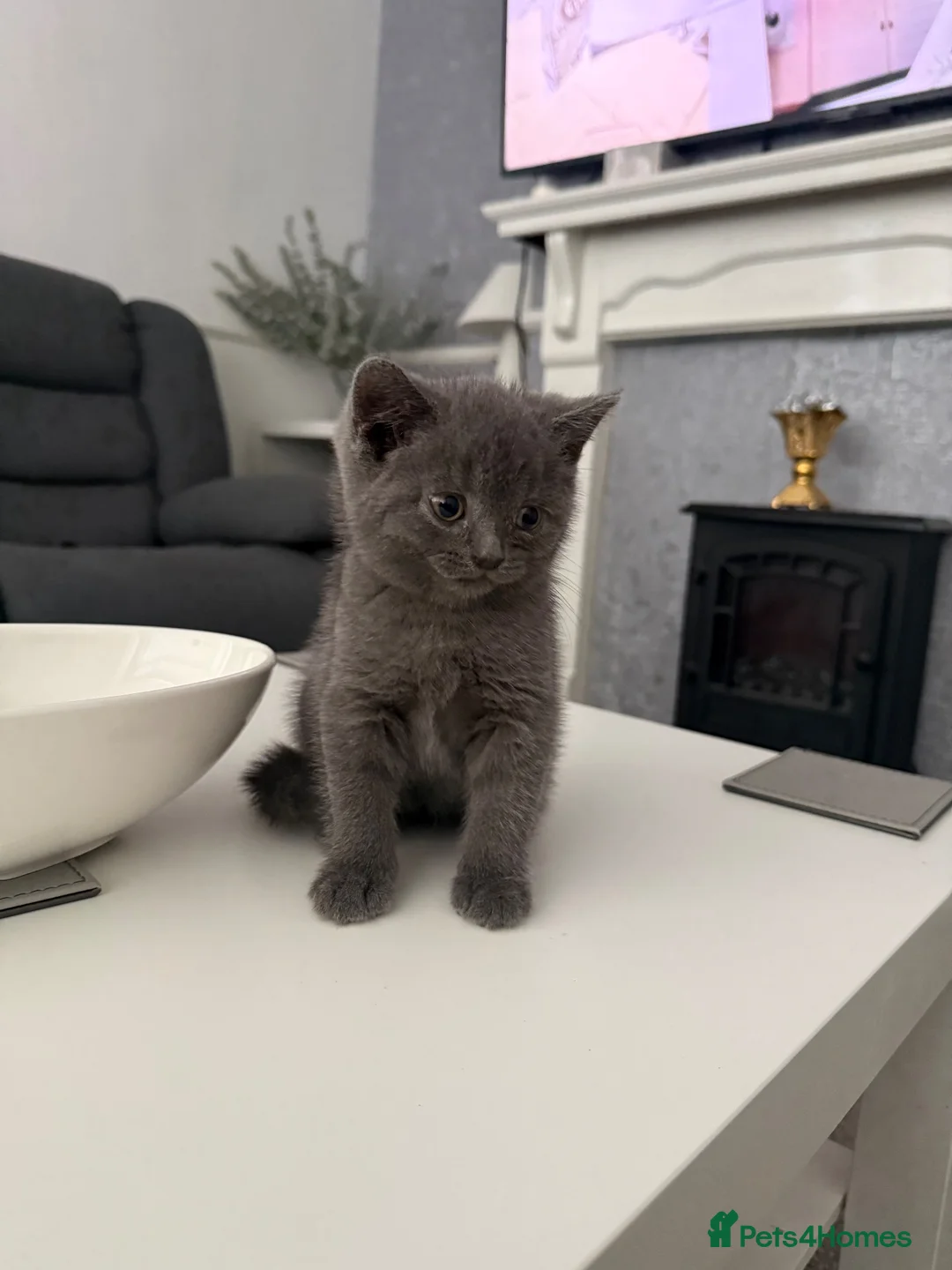 British Shorthair cats for sale: British shorthair  in Sheffield - Advert 2