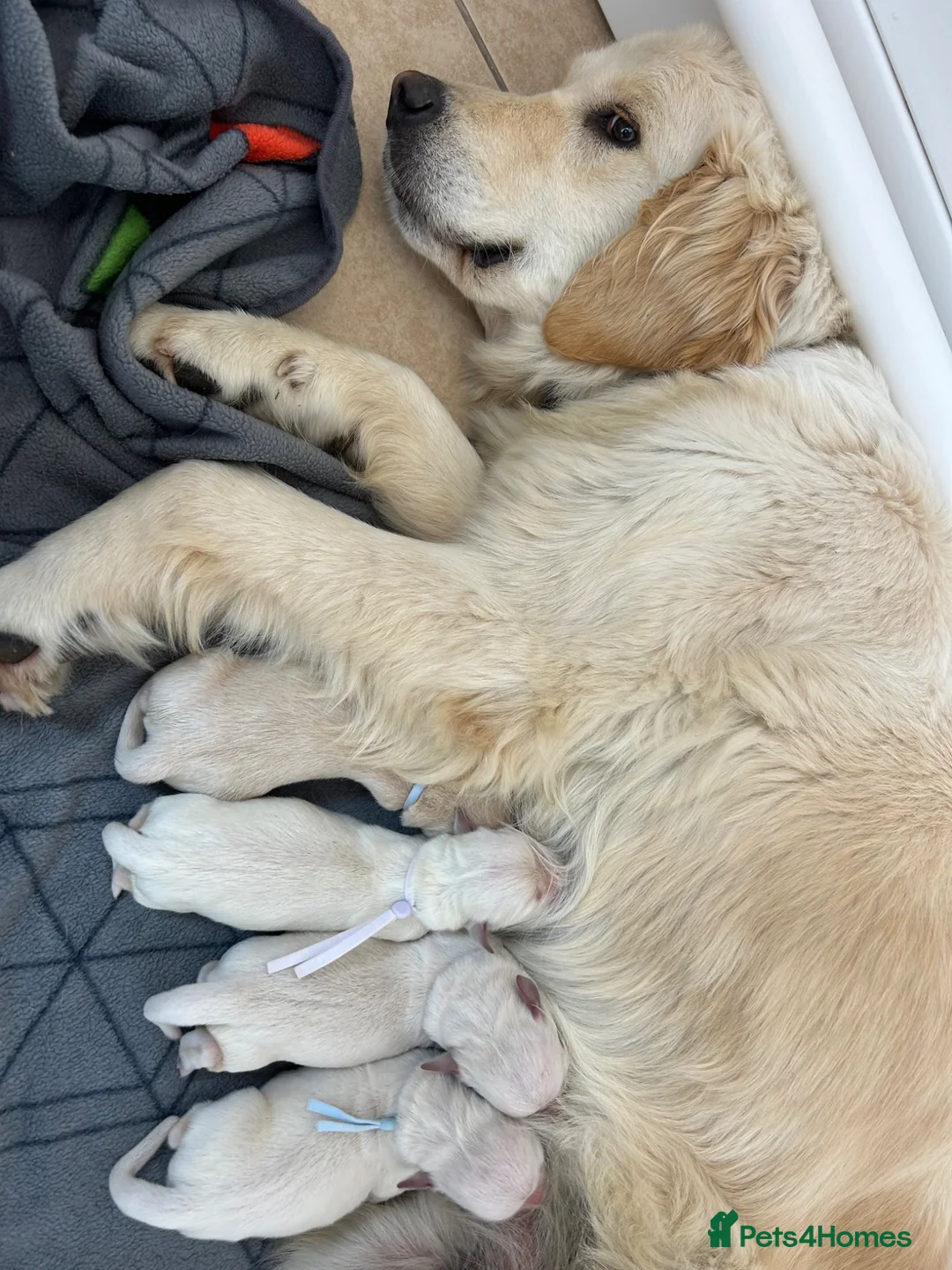 Golden Retriever dogs for sale: Gorgeous golden retriever pups - Advert 2