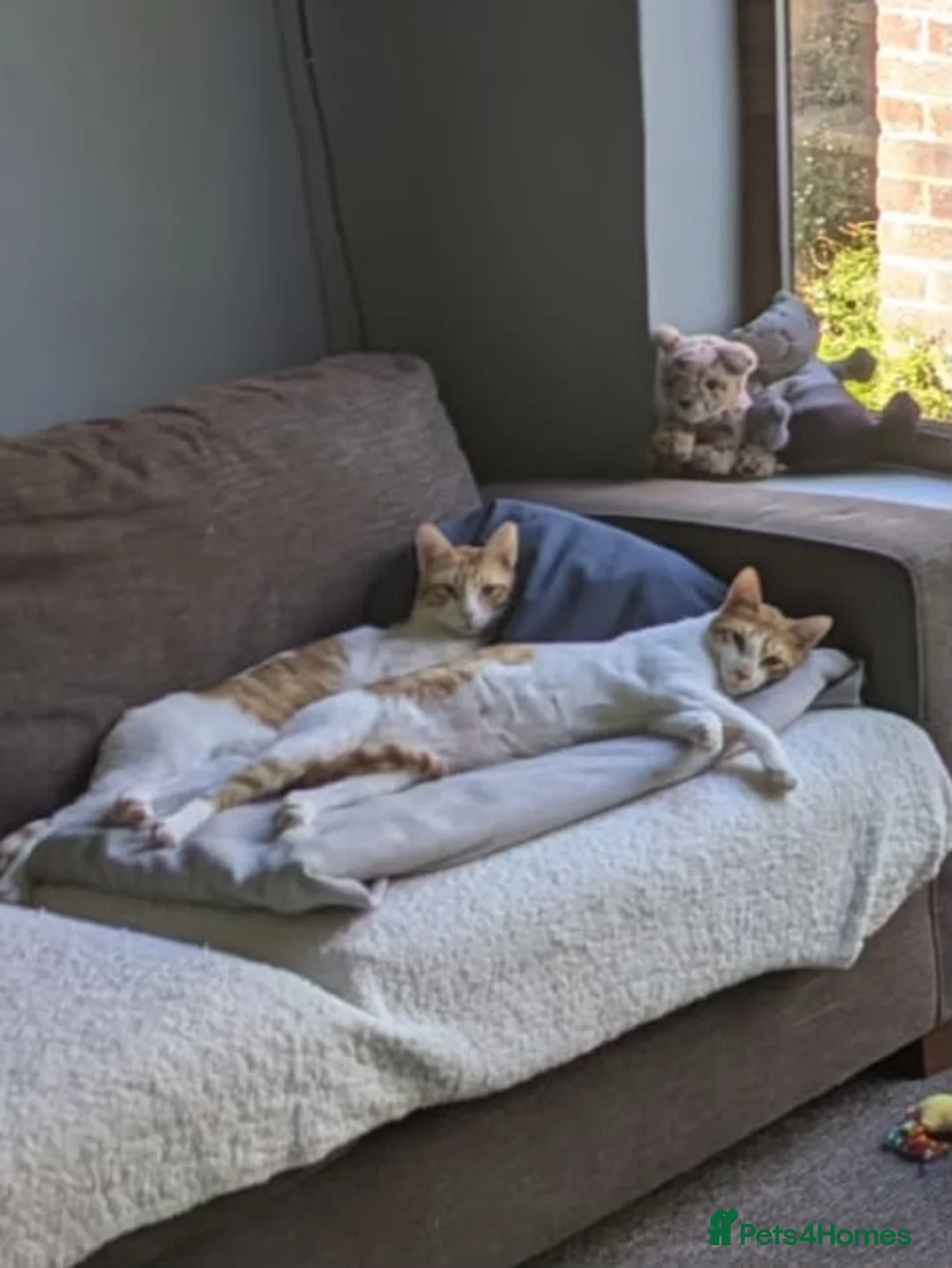 Mixed Breed cats for adoption: Bonded Indoor Twin Brothers in Newhaven - Advert 6