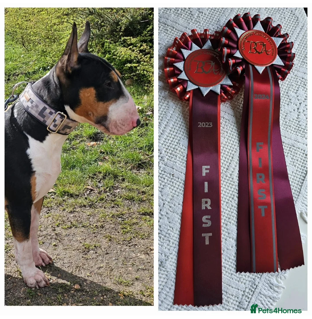 English Bull Terrier dogs for stud: KC registered stud - Advert 3
