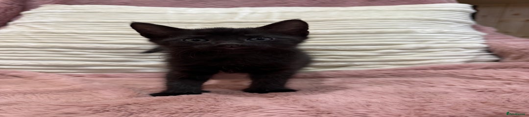 Oriental Kitten 4