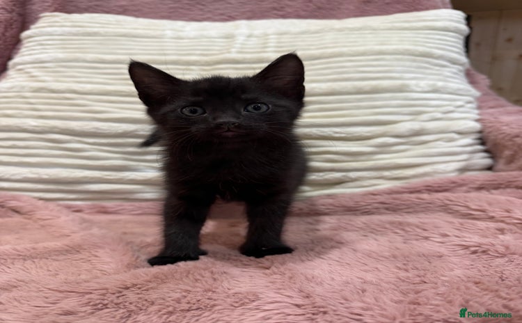 Oriental cats - Advert 1