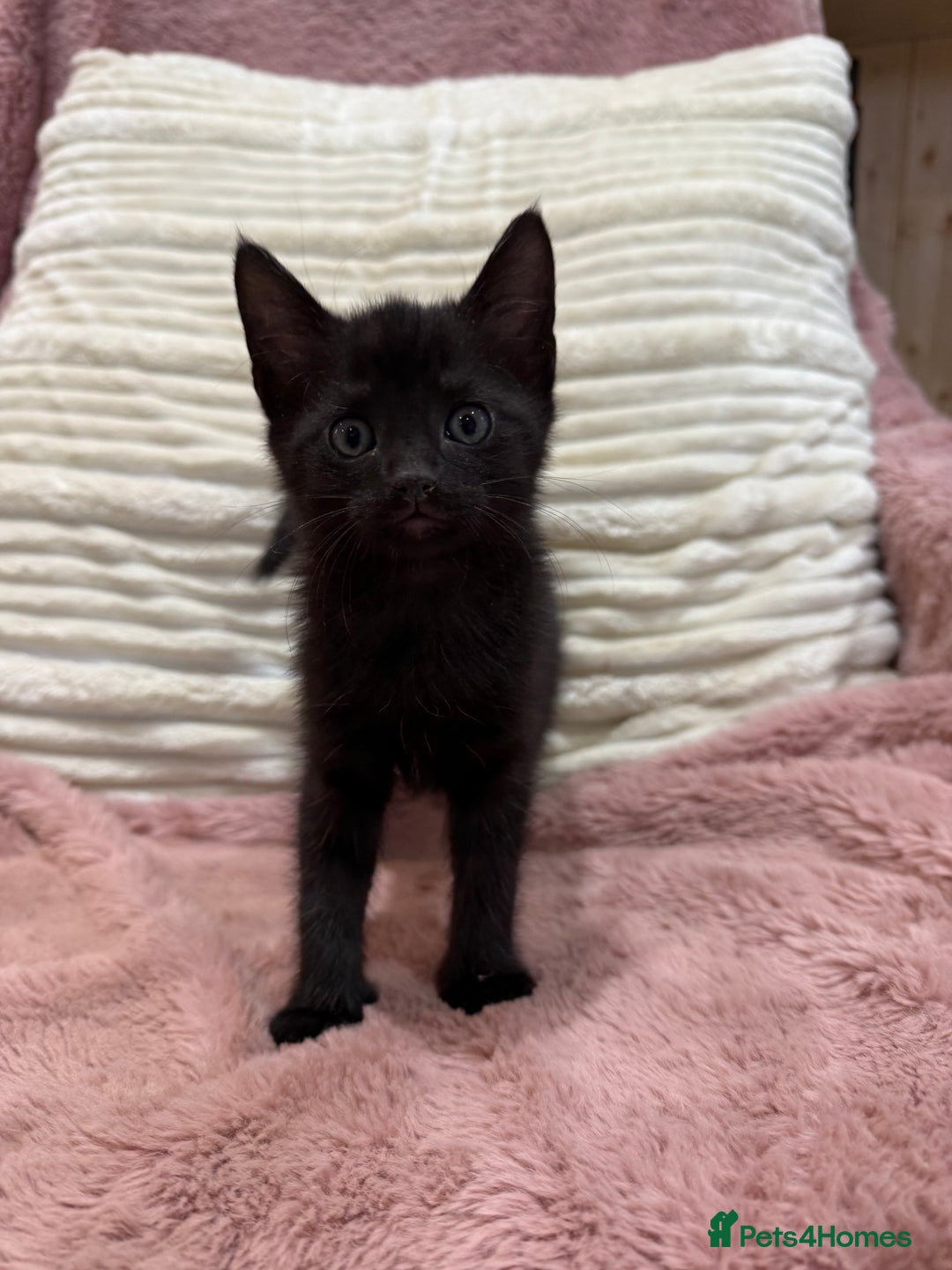 Oriental cats for sale: Adorable kittens ready to go - Image 1