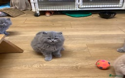British Longhair cats for sale: Lynnaes Sahah - Image 4