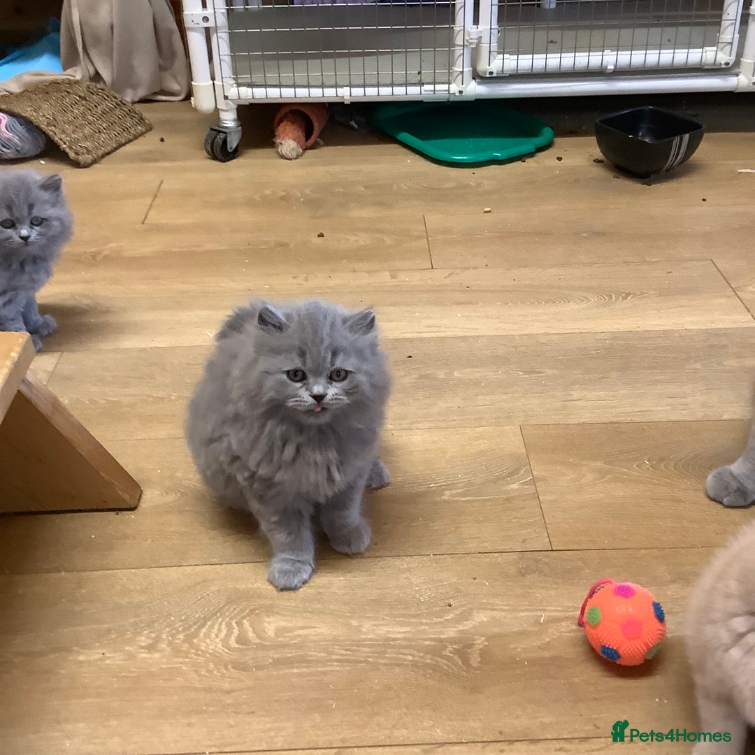 British Longhair cats for sale: Lynnaes Sahah - Image 4