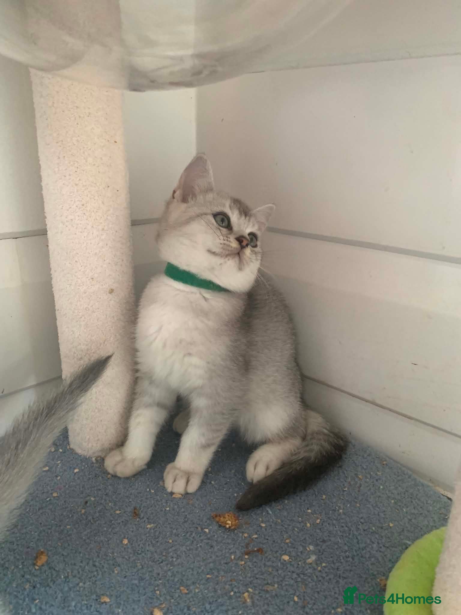 British Shorthair cats BSH Stunning rare Shaded - Advert 2