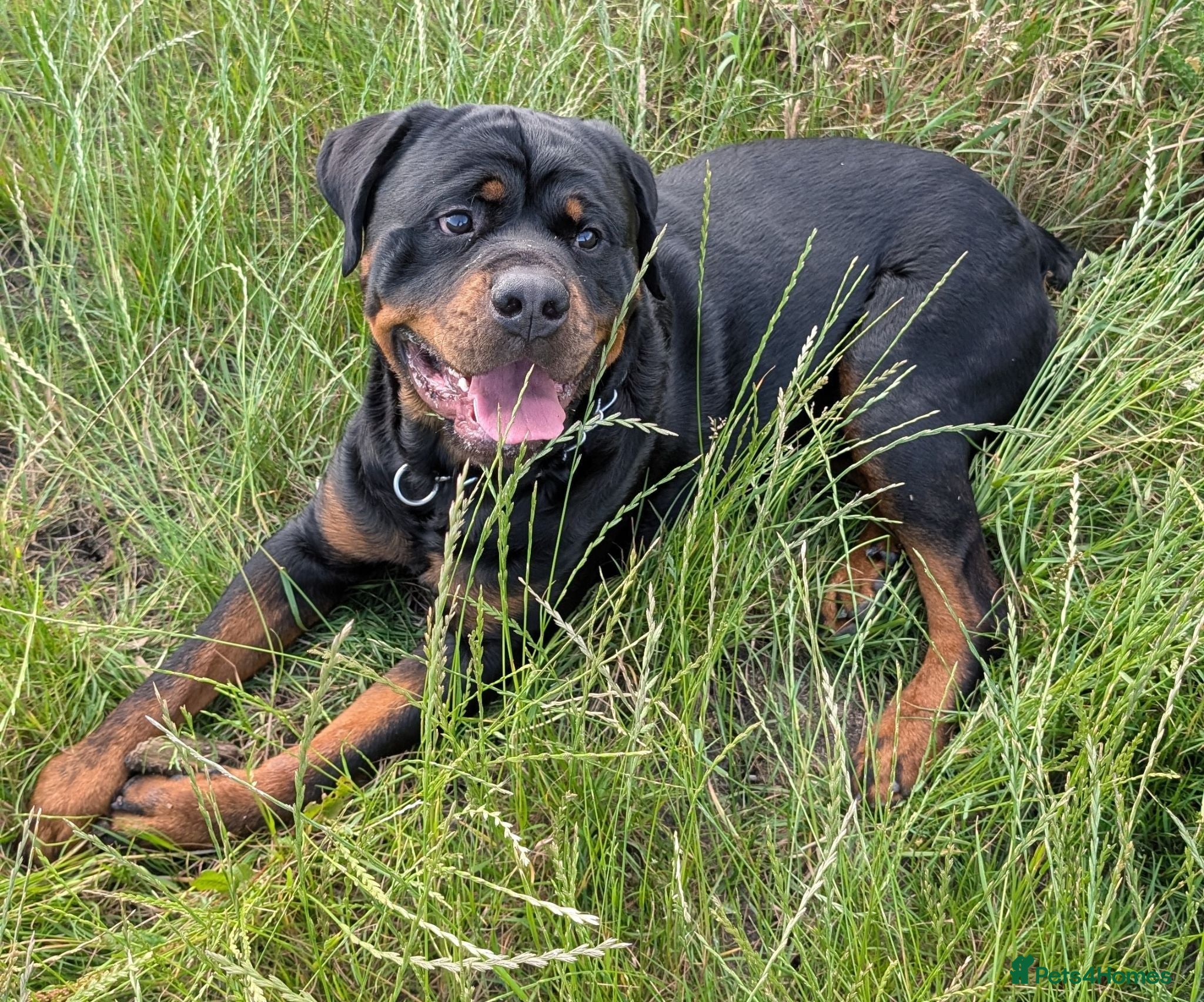 Rottweiler dogs Rottweiler Male Stud - Advert 17