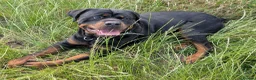 Rottweiler dogs for stud: Rottweiler Male Stud - Advert 3
