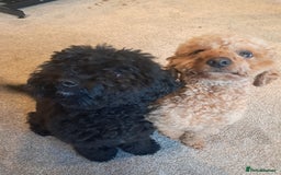 Mixed Breed dogs for sale: Betsy and Willow - Image 1