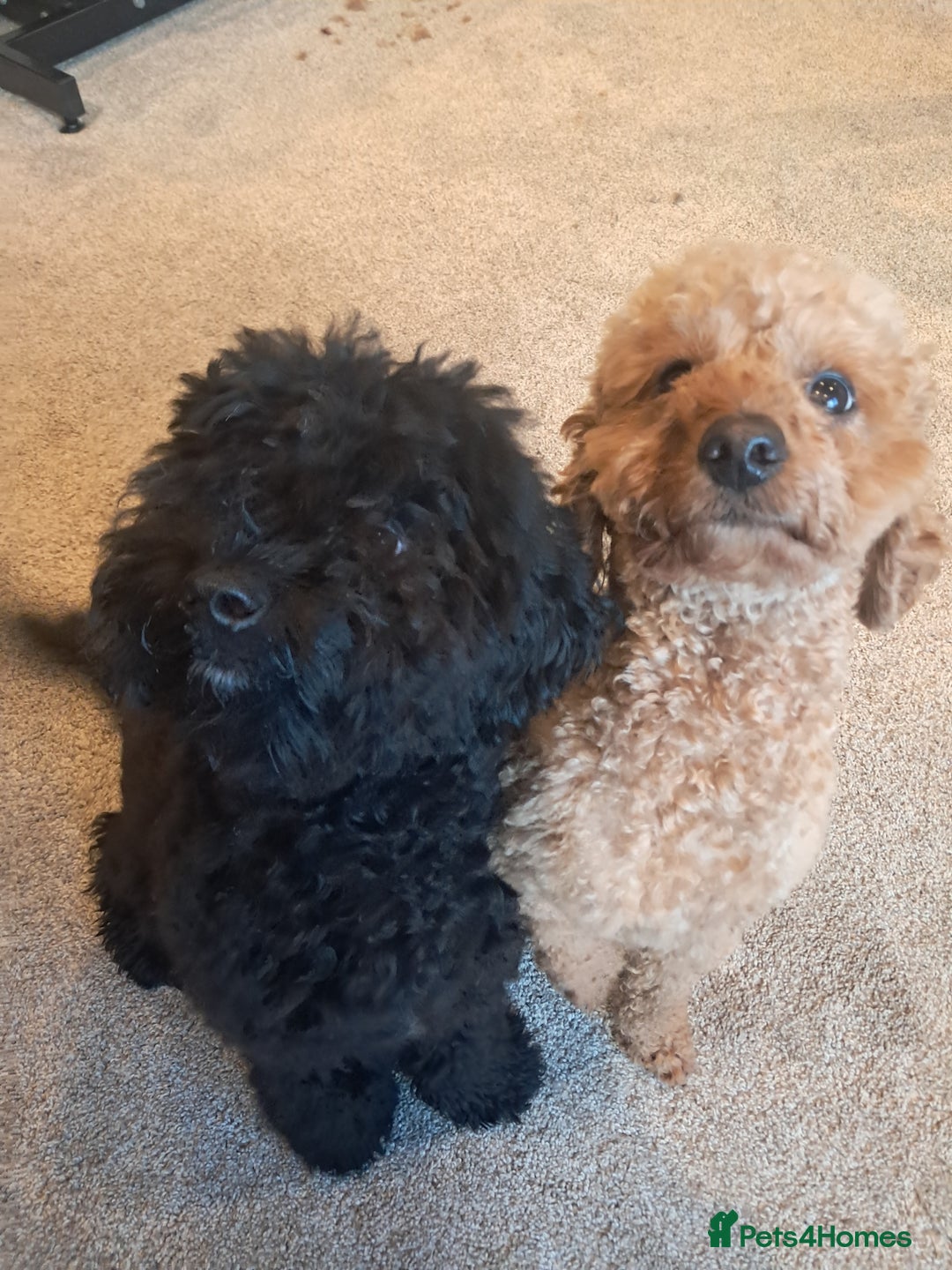 Mixed Breed dogs for sale: Betsy and Willow - Image 1