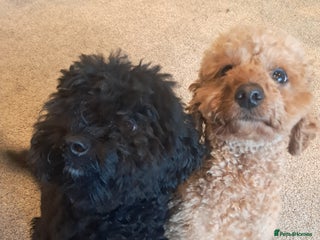 Mixed Breed dogs - Advert 30