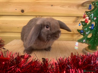 Mini Lop rabbits Mini lop buck - Advert 16