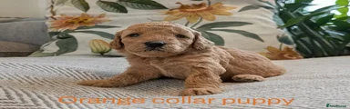 Orange Collar Girl