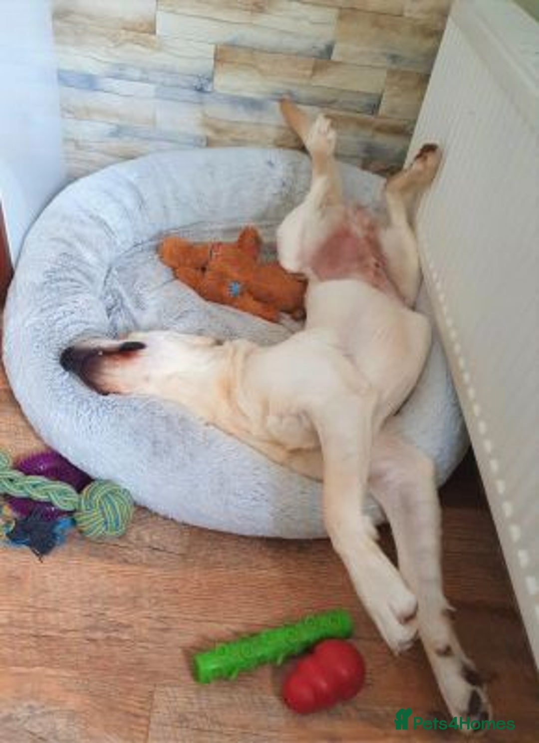 Labrador Retriever dogs for sale: Stunning Labrador retriever - Advert 4