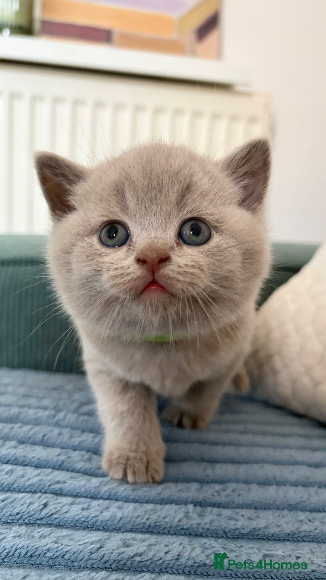 British Shorthair cats Cuteness beautiful British Shorthair kittens - Advert 17
