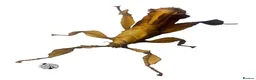 Stick Insects invertebrates for sale: X2 MACLEAYS SPECTRE STICK INSECTS happy to ship!! - Advert 4