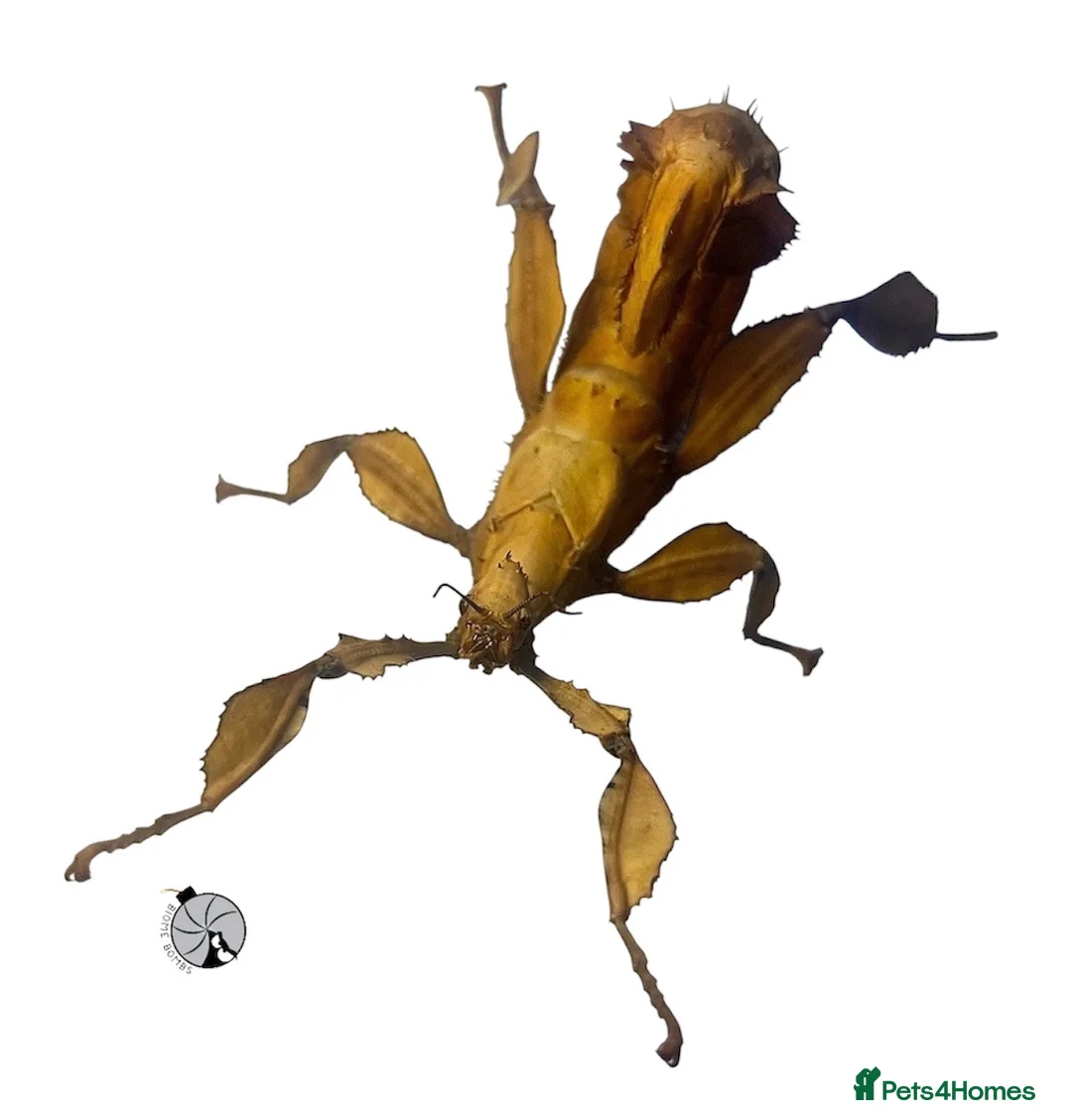 Stick Insects invertebrates for sale: X2 MACLEAYS SPECTRE STICK INSECTS happy to ship!! - Advert 4