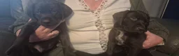 Mixed Breed dogs for sale: Gsp/Vizsla - Advert 6